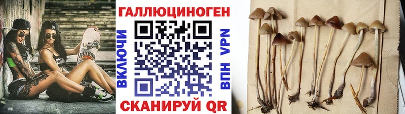 наркотики  Сухой Лог  Галлюциногенные грибы Psilocybe 